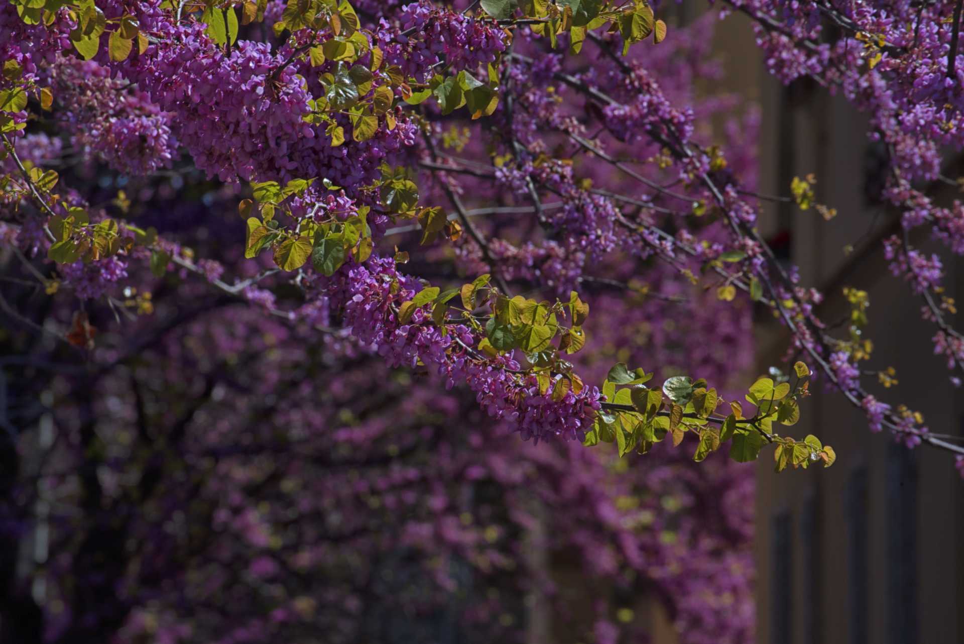 Anche Ostia ha il suo Hanami
